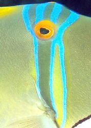 Arabian picasso triggerfish - they are very beautiful and... by Anel Van Veelen 